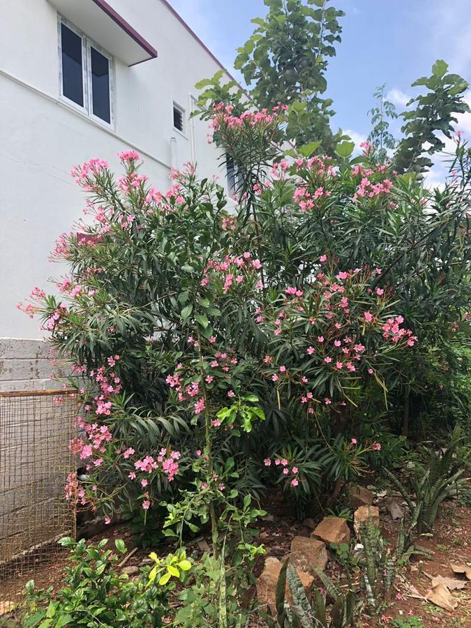 הוילה קוימבטור Castle 50 מראה חיצוני תמונה
